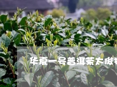 华夏一号普洱茶太俊林/2023092716350