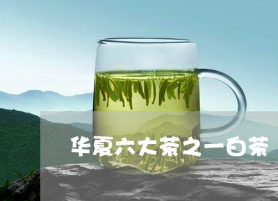 华夏六大茶之一白茶/2023121774706