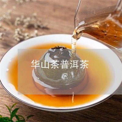 华山茶普洱茶/2023091306956