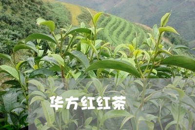 华方红红茶/2023090290603