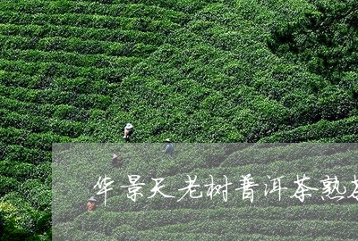 华景天老树普洱茶熟茶/2023080297250