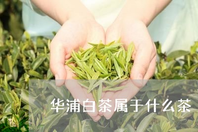 华浦白茶属于什么茶/2023071569204