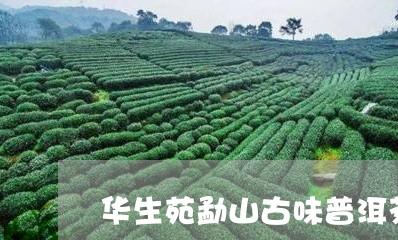 华生苑勐山古味普洱茶/2023092827370