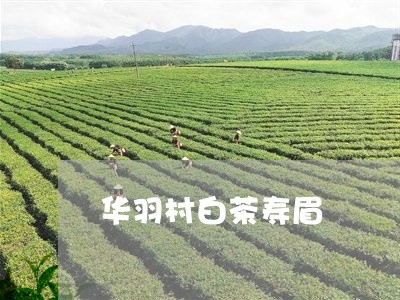 华羽村白茶寿眉/2023112429361