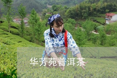 华芳苑普洱茶/2023091309289