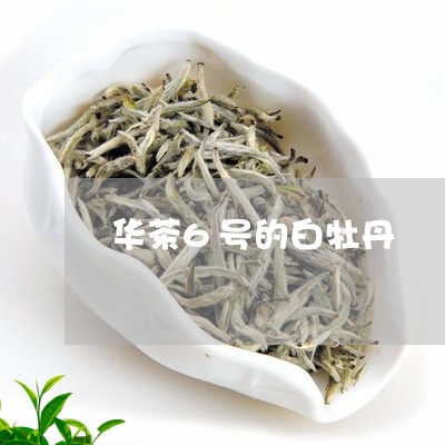 华茶6号的白牡丹/2023090514848