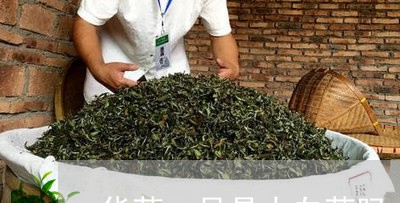 华茶一号是大白茶吗/2023081360605