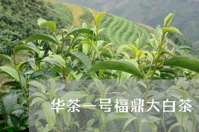 华茶一号福鼎大白茶/2023120318684