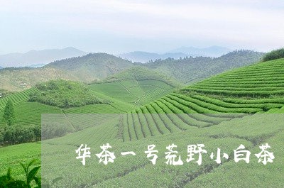 华茶一号荒野小白茶/2023081394030