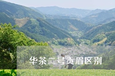 华茶二号贡眉区别/2023061575938