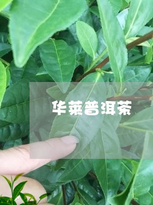 华莱普洱茶/2023090546481