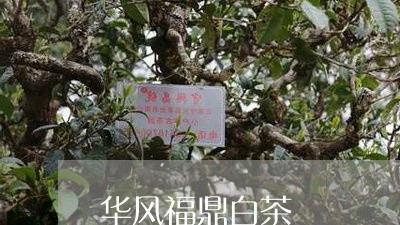 华风福鼎白茶/2023062876149