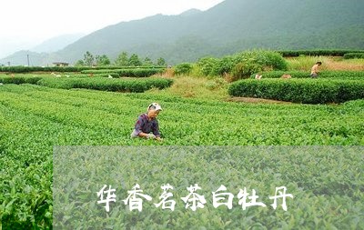 华香茗茶白牡丹/2023112335159