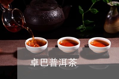 卓巴普洱茶/2023090637947