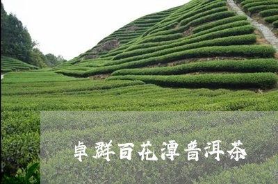 卓群百花潭普洱茶/2023112642716