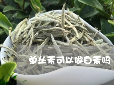 单丛茶可以做白茶吗/2023071527271