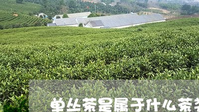 单丛茶是属于什么茶类/2023071515247