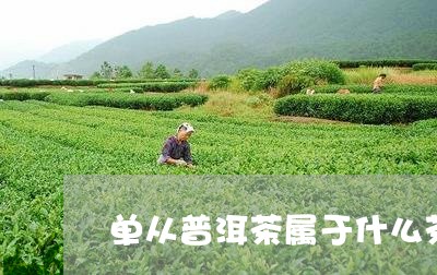 单从普洱茶属于什么茶/2023062805936