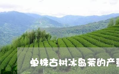 单株古树冰岛茶的产量/2023061272713