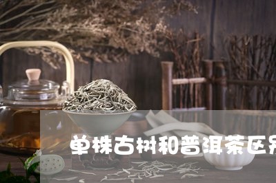 单株古树和普洱茶区别/2023073146262