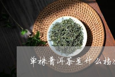 单株普洱茶是什么档次/2023080376846