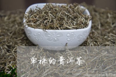 单株的普洱茶/2023081802693