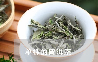 单株的普洱茶/2023102590403