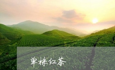 单株红茶/2023090165848