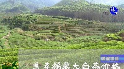 单芽福鼎大白茶价格/2023111646050