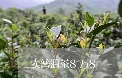 卖普洱茶8万8/2023101621594