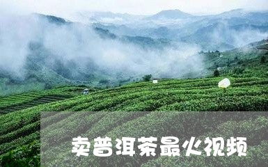 卖普洱茶最火视频/2023120490482