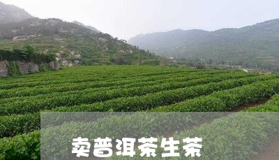 卖普洱茶生茶/2023042825588