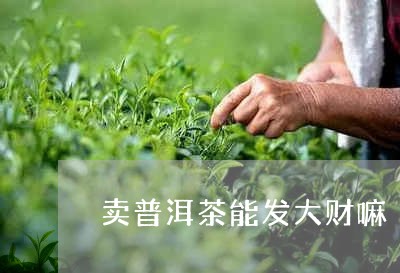 卖普洱茶能发大财嘛/2023121518370