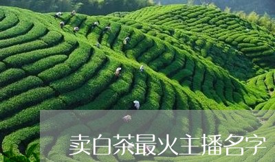 卖白茶最火主播名字/2023081384137