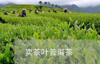 卖茶叶普洱茶/2023042633290