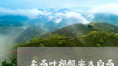 卖茶叶视频安吉白茶/2023081337182