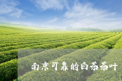 南京可靠的白茶茶叶/2023071622929