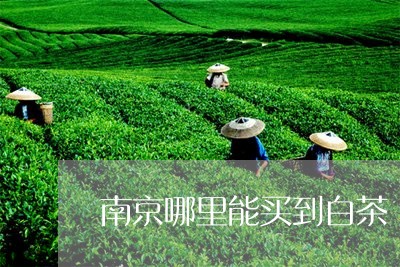 南京哪里能买到白茶/2023121726047