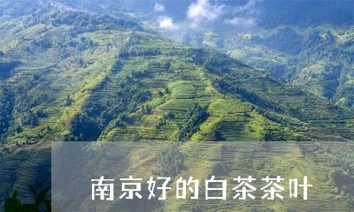 南京好的白茶茶叶/2023061393838