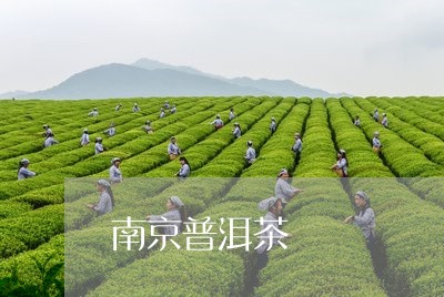 南京普洱茶/2023090604058