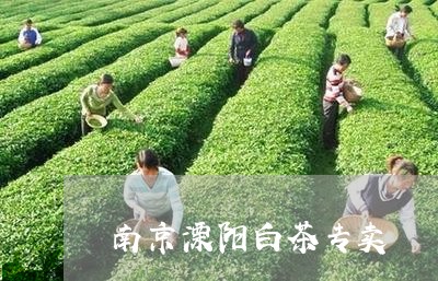 南京溧阳白茶专卖/2023061377180