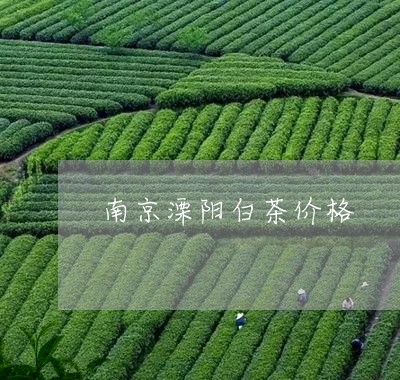 南京溧阳白茶价格/2023061333037