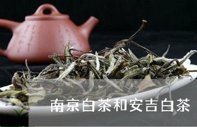 南京白茶和安吉白茶/2023121734147