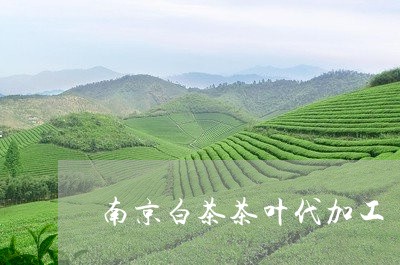 南京白茶茶叶代加工/2023071502838