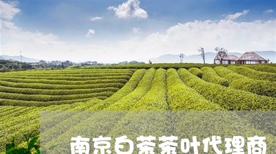 南京白茶茶叶代理商/2023071511716