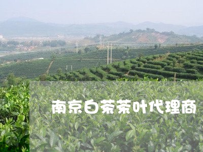 南京白茶茶叶代理商/2023081360604