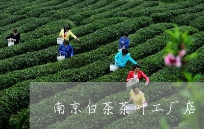 南京白茶茶叶工厂店/2023121789693