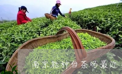 南京能种白茶吗最近/2023121732715