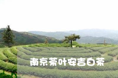 南京茶叶安吉白茶/2023061308161