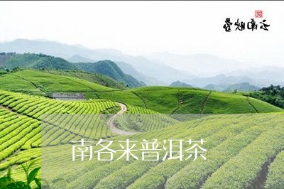 南各来普洱茶/2023042833156